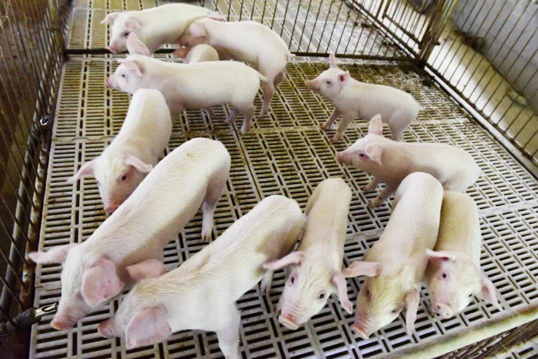 统冻品项目；新天力IPO顺利过会冰球突破豪华版安井食品叫停四个传(图3)